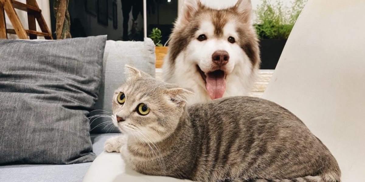 Mascotas