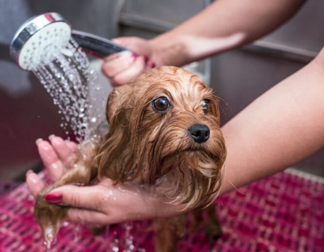 The pet market: The best investment of 2025?